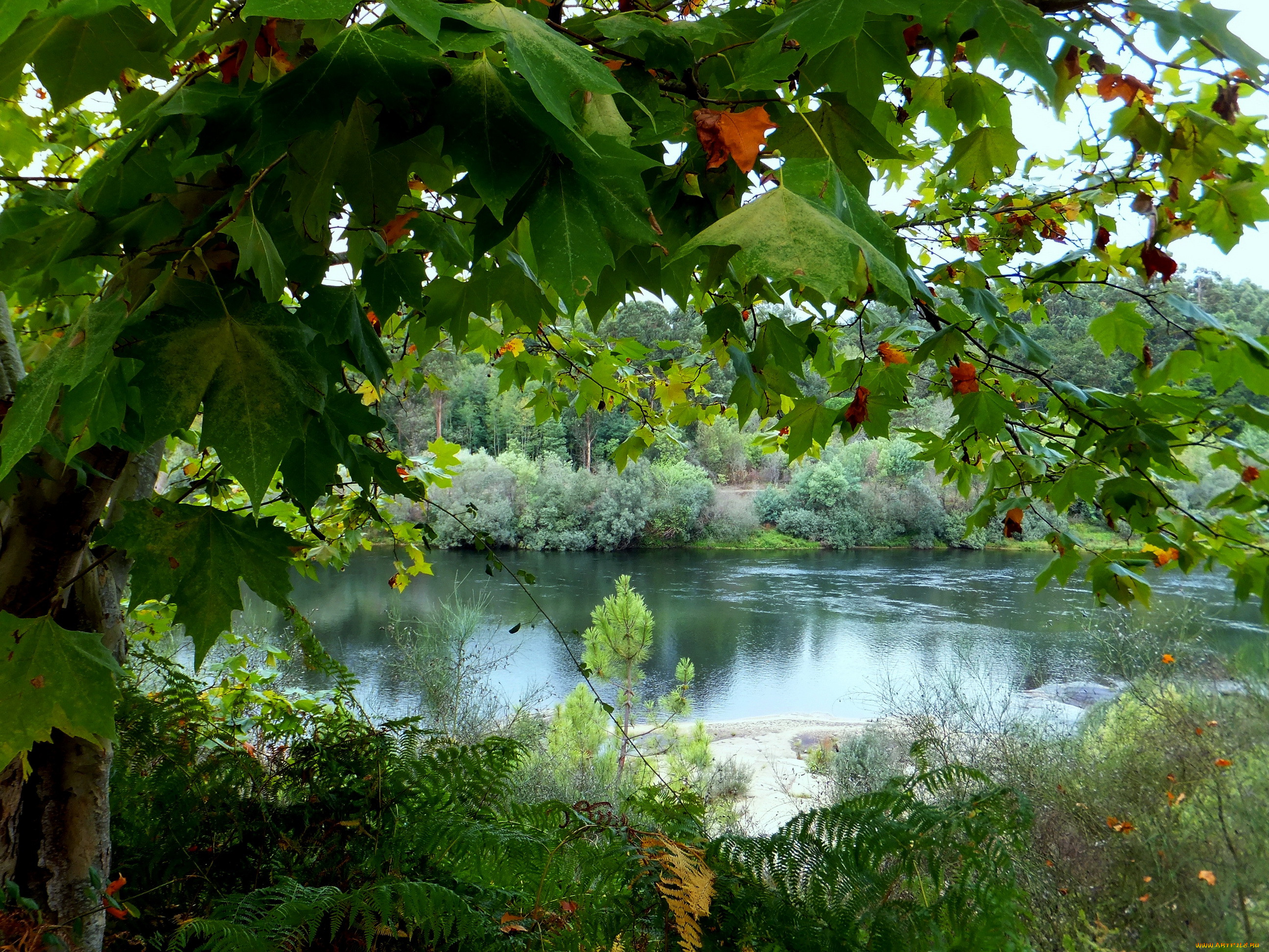 Рек лист. Лист в речке. Foliage Reka. Foliage Reka Leto. Обои 640x480 вертикальные Португалия природа.